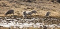 Merino sheeps and Angora goats herd feed in the Drakensberg, Lesotho.