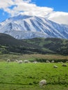 Merino sheeps on field in farm, new zealand Royalty Free Stock Photo