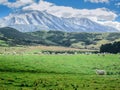 Merino sheeps on field in farm, new zealand Royalty Free Stock Photo