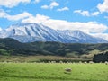 Merino sheeps on field in farm, new zealand Royalty Free Stock Photo