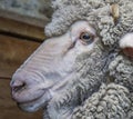 Merino Wether Sheep Head Shot