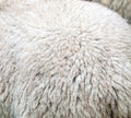 Merino wool Royalty Free Stock Photo