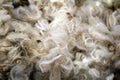 Merino wool texture Royalty Free Stock Photo