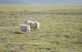 Merinos Sheeps on a green meaedow on iceland Royalty Free Stock Photo