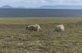 Merinos Sheeps on a green meaedow on iceland Royalty Free Stock Photo