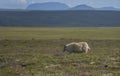 Merinos Sheeps on a green meaedow on iceland Royalty Free Stock Photo