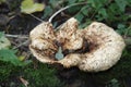 Meripilus giganteus is a polypore fungus in the family Meripilaceae