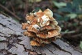 Meripilus giganteus is a polypore fungus in the family Meripilaceae