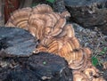 Giant Polypore Fungi