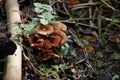 Meripilus giganteus is a polypore fungus in the family Meripilaceae