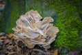 Meripilus giganteus is a polypore fungus growing at the base of a tree