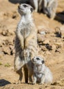 Merkat with baby
