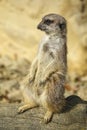 Merkat suricata