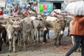 Donkeys,at Merkato Market, rumored to be the largest open-air market in Africa