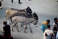 Donkeys and peddlers at Merkato Market, rumored to be the largest open-air market in Africa