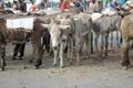 Donkeys and peddlers at Merkato Market, rumored to be the largest open-air market in Africa