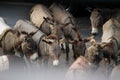 Donkeys at Merkato Market, rumored to be the largest open-air market in Africa