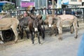 Donkeys,at Merkato Market, rumored to be the largest open-air market in Africa