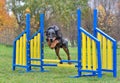 Beauceron dog jumping on agility training Royalty Free Stock Photo