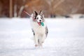 Border collie dog running with toy in winter Royalty Free Stock Photo