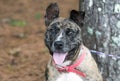 Merle Catahoula and Heeler mix breed dog with pink collar panting