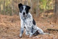 Merle cattledog heeler mixed breed puppy