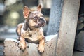 Merle colored French Bulldog dog with large yellow eyes lying down Royalty Free Stock Photo