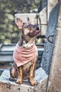 Merle colored French Bulldog dog wearing neckerchief