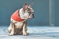 Merle colored French Bulldog dog wearing red neckerchief