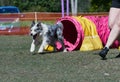 Merle Coloured Border Collie dog runs out of tunnel at agility trials Royalty Free Stock Photo