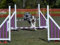 Merle coloured Border Collie jumps over the hurdles on a dog agility trial.