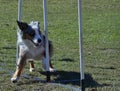 Merle coloured Border Collie weaves around the 3 agility trial poles