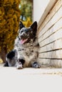 Merle dog mudi Royalty Free Stock Photo