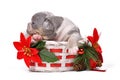Merle French Bulldog dog puppy in Christmas basket with poinsettia flowers on white background Royalty Free Stock Photo
