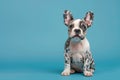 Merle French Bulldog dog puppy sitting in front of blue background