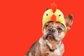 Merle French Bulldog dog wearing Easter costume chicken hat on red background Royalty Free Stock Photo