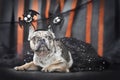 Merle French Bulldog dog wearing Halloween bat costume headband and tutu in front of paper streamers Royalty Free Stock Photo