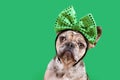 Merle French Bulldog dog wearing St. PatrickÃ¢â¬â¢s Day costume headband with bow and shamrock on green background Royalty Free Stock Photo