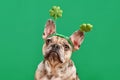 Merle French Bulldog dog wearing St. Patrick\'s Day shamrock costume headband Royalty Free Stock Photo