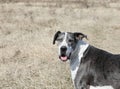 Merle Mantle Female Great Dane