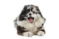 Merle Pomeranian puppy Spitz, isolated