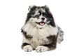 Merle Pomeranian puppy Spitz, isolated