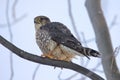Merlin bird perched on a branch of a tree. Royalty Free Stock Photo