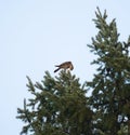 Merlin eating his prey on the top of a tree Royalty Free Stock Photo