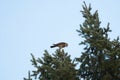 Merlin eating his prey on the top of a tree Royalty Free Stock Photo