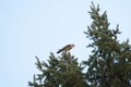 Merlin eating his prey on the top of a tree Royalty Free Stock Photo