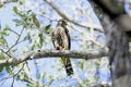 Merlin eating a prey on a tree branch. Royalty Free Stock Photo