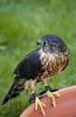 Merlin (Falco columbarius) on Edge of Water Dish Royalty Free Stock Photo