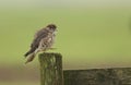 Merlin Falco columbarius perched on a wooden fencing post.