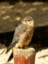 Merlin falcon bird Royalty Free Stock Photo